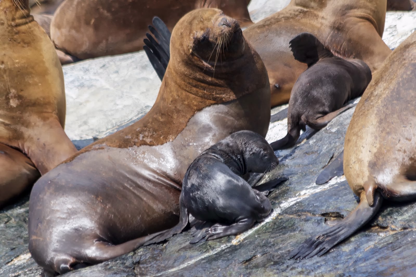Chile analiza permiso para caza de lobos marinos por conflictos con pescadores
