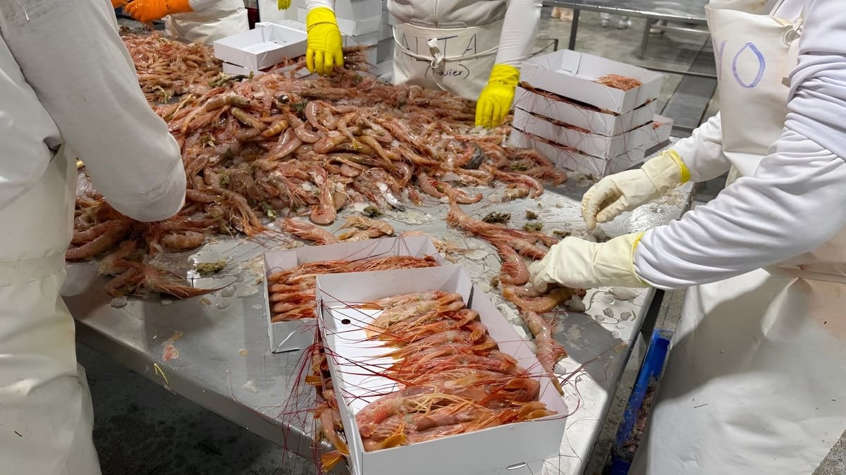 Conarpesa planea duplicar procesamiento de langostino y fomentar empleo en temporada