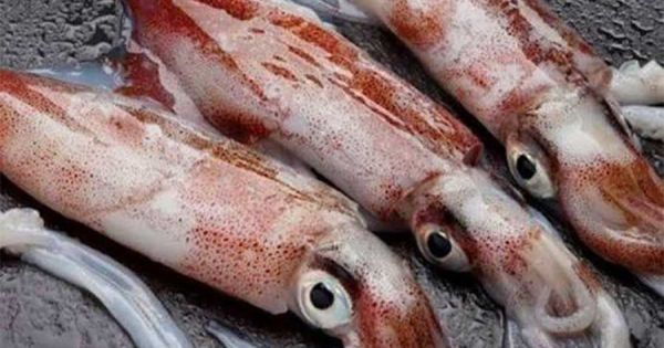 Islas Malvinas establecen política temporal para gestionar la temporada de calamares