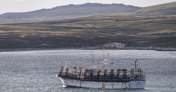 Las Islas Falkland suspenden abruptamente la segunda temporada de pesca de calamar Loligo por baja biomasa