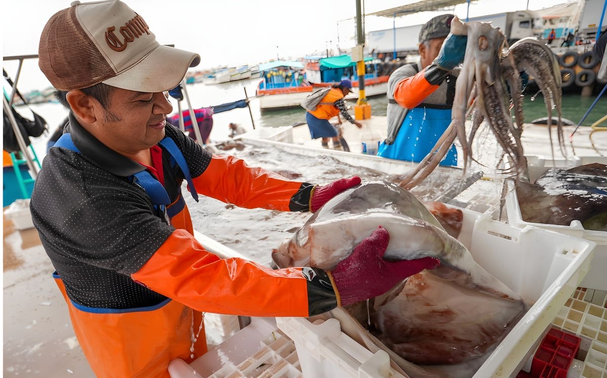 Sonapescal relaciona aumento de la flota artesanal con la caída en los precios de la pota en Perú