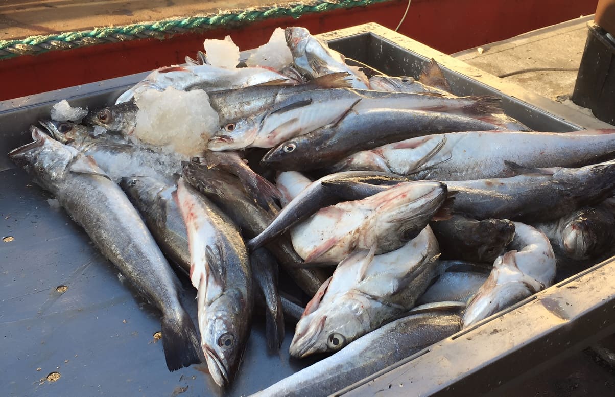 CAABPA propone flexibilidad en cuotas de merluza mientras Buenos Aires prioriza la pesca fresca