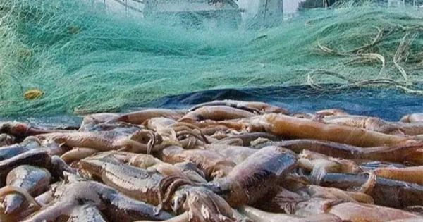 Islas Malvinas preparan modificaciones en licencias de pesca para 2027